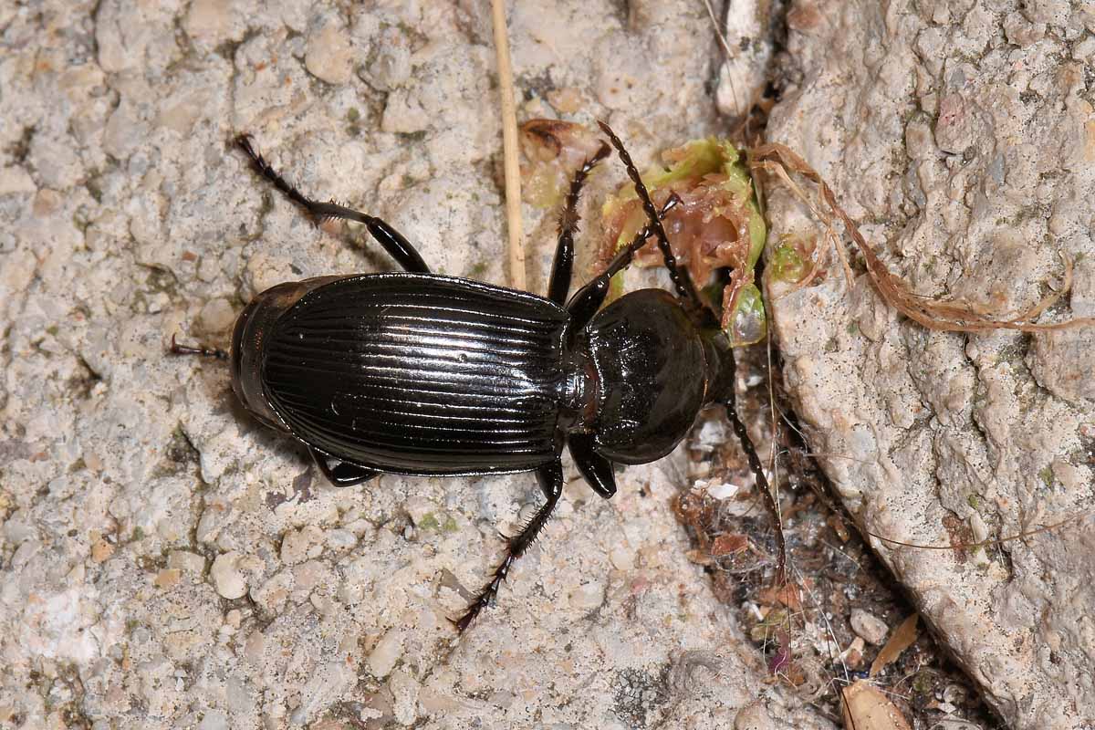 Carabidae: Pterostichus melas?  S, femmina